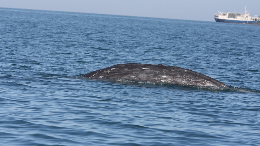 Wal schwimmt möglichen neuen Streckenrekord | Bild: dpa-Bildfunk/SGolaski