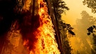 Im September 2021 lodern im Sequoia National Forest im US-Bundesstaat Kalifornien Flammen an einem Mammutbaum hoch.  | Bild: dpa-Bildfunk/Noah Berger