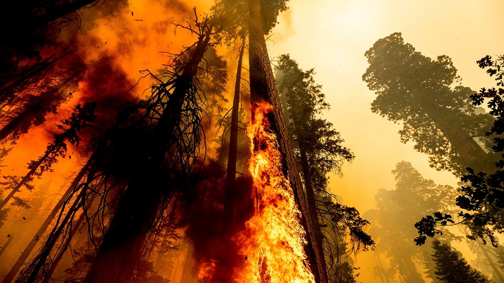 Im September 2021 lodern im Sequoia National Forest im US-Bundesstaat Kalifornien Flammen an einem Mammutbaum hoch.  | Bild: dpa-Bildfunk/Noah Berger