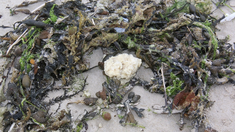 Ein weißer Klumpen einer unbekannten Substanz liegt angespült am Badestrand zwischen Treibsel. An den Stränden der ostfriesischen Insel sind erneut weiße Klumpen angespült worden. Nach Angaben des niedersächsischen Umweltministeriums ist vor allem der Badestrand von der Verschmutzung betroffen. Das genaue Ausmaß ist aber noch unklar. | Bild: dpa-Bildfunk/Peter Kuchenbuch-Hanken