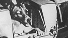 Hündin Laika. Die USA und die Sowjetunion befanden sich in einem erbitterten Wettstreit um die ersten Erfolge bei der Eroberung des Weltraums. 1957 funkte erstmals ein Satellit aus dem All und schockte Amerika - Sputnik 1 umkreiste die Erde.  | Bild: picture-alliance/dpa