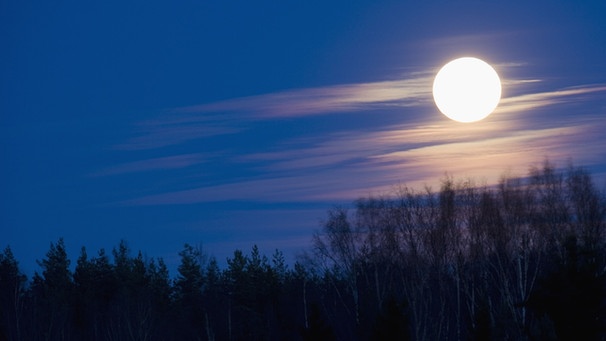 Vollmond. Welche Mondmythen sind wissenschaftlich bewiesen? | Bild: picture-alliance/dpa