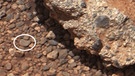 Curiosity, der Mars-Rover der NASA, untersucht Kieselsteine auf dem Roten Planeten. | Bild: NASA/JPL-Caltech/MSSS and PSI