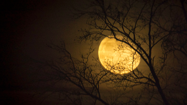 Abnehmender Mond vor kargen Zweigen, aufgenommen von Dominic Horn | Bild: Dominic Horn