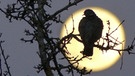 Eine Taube vor dem großen April-Vollmond. | Bild: Wunibald Wörle