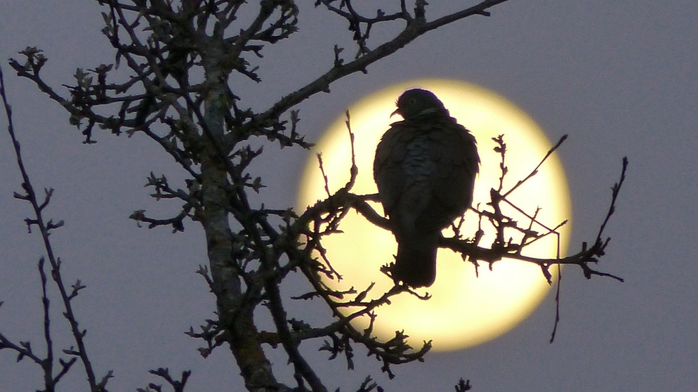 Eine Taube vor dem großen April-Vollmond. | Bild: Wunibald Wörle