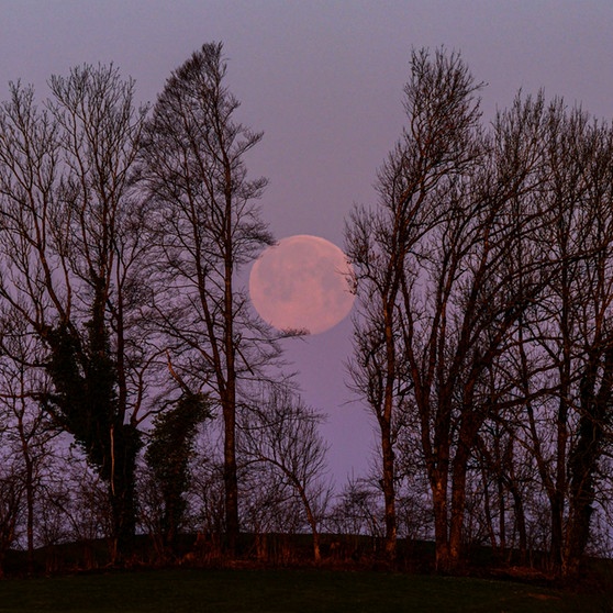 Supermond kurz vor dem Untergehen bei Argenbühl | Bild: Thomas Wagner