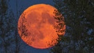 Besonders groß erscheint der Mond bei Vollmond - und wenn er sich nahe am Horizont befindet.  | Bild: picture-alliance/Bildagentur-online