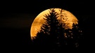 Der Vollmond geht hinter dichtstehenden Bäumen auf. Fotografiert von Dieter Kohlruss. | Bild: Dieter Kohlruss