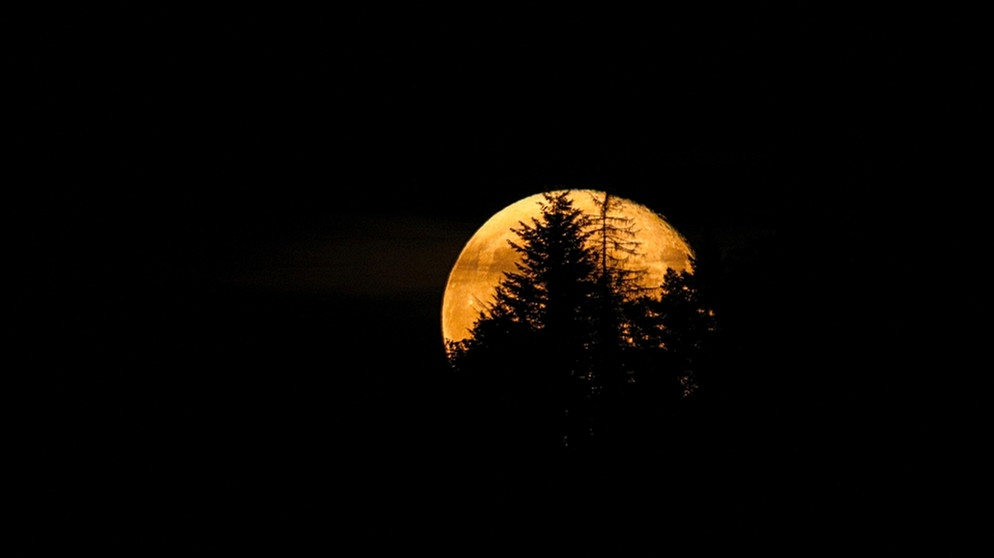 Der Vollmond geht hinter dichtstehenden Bäumen auf. Fotografiert von Dieter Kohlruss. | Bild: Dieter Kohlruss