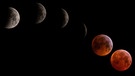 Verlauf der Mondfisnternis vom 21. Januar 2019 von 4.20 bis 6.20 Uhr (von links nach rechts): Langsam schiebt sich der Vollmond in den Kernschatten der Erde und schrumpft scheinbar zu Sichel. Sobald der Kernschatten die Mondscheibe vollständig bedeckt, leuchtet der Mond glutrot auf. Fotografiert von Steffen Hafner auf dem Sauberg in Ötisheim mit 1200 mm Brennweite. | Bild: Steffen Hafner