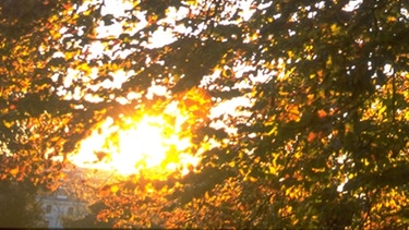 Die tiefstehende Sonne scheint durch die Äste eines Baumes. Im Herbst findet der Sonnenuntergang deutlich früher statt, die Tage werden kürzer. | Bild: Good Shot