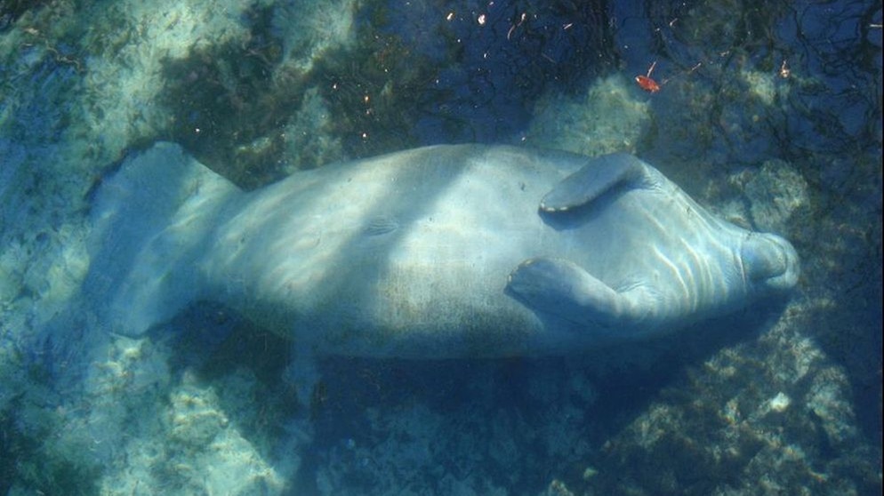 Eine Seekuh (engl. Manatee) zum Vergleich mit dem Seekuh-Nebel (W50, Manatee Nebula) im Sternbild Adler. | Bild: picture-alliance/dpa