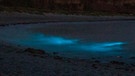 Felix Thonagel hat am 17. Juli 2018 nicht nur einen herrlichen Sternenhimmel eingefangen, sondern auch leuchtende Bakterien im Wasser. | Bild: Felix Thonagel