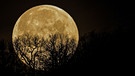 Der Vollmond hinter einer Baumkrone, schön in Szene gesetzt von Dieter Kohlruss. | Bild: Dieter Kohlruss