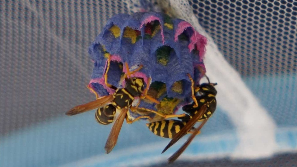 Wespen bauen ihre Nester aus fein zerkauten Holzfasern und Speichel. Gibt man ihnen farbigen Karton, werden ihre Nester bunt. | Bild: BIOTOPIA, Naturkundemuseum Bayern