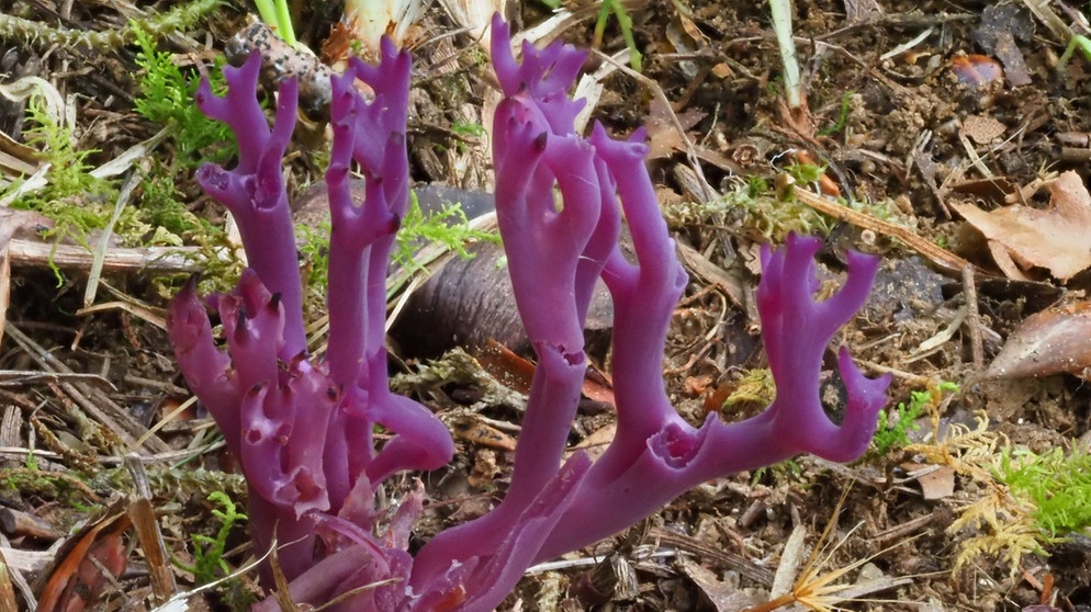 Eine Amethystfarbene Wiesenkoralle (Clavaria zollingeri) wächst in Blumental bei Neuschönau, in der Nähe des Nationalparks Bayerischer Wald in Niederbayern. Der seltene Pilz ist erstmals in der Gegend nachgewiesen worden. In ganz Bayern gibt es nur sechs weitere Vorkommen. | Bild: dpa-Bildfunk/Peter Karasch/Nationalpark Bayerischer Wald