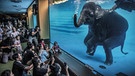 Dieses vom Natural History Museum zur Verfügung gestellte Foto des Fotografen Adam Oswell zeigt Zoobesucher vor einem jungen Elefanten, der in Australien unter Wasser spielt. Adam Oswell gewann den Wildlife Photographer of the Year Award 2021 in der Kategorie Fotojournalismus. | Bild: Adam Oswel//Wildlife Photographer of the Year/PA Media /dpa-Bildfunk