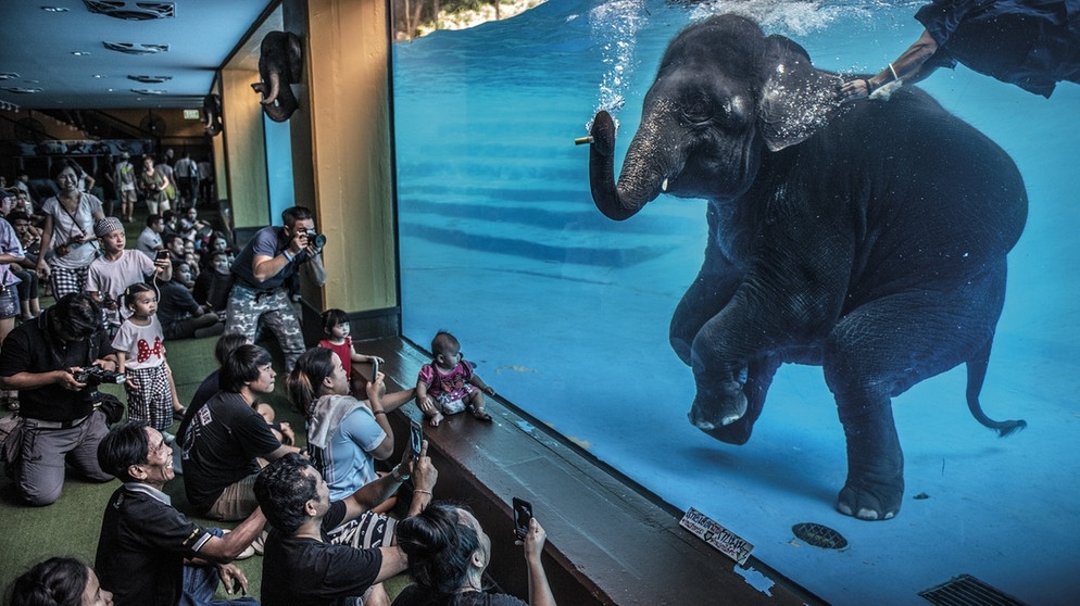 Dieses vom Natural History Museum zur Verfügung gestellte Foto des Fotografen Adam Oswell zeigt Zoobesucher vor einem jungen Elefanten, der in Australien unter Wasser spielt. Adam Oswell gewann den Wildlife Photographer of the Year Award 2021 in der Kategorie Fotojournalismus. | Bild: Adam Oswel//Wildlife Photographer of the Year/PA Media /dpa-Bildfunk