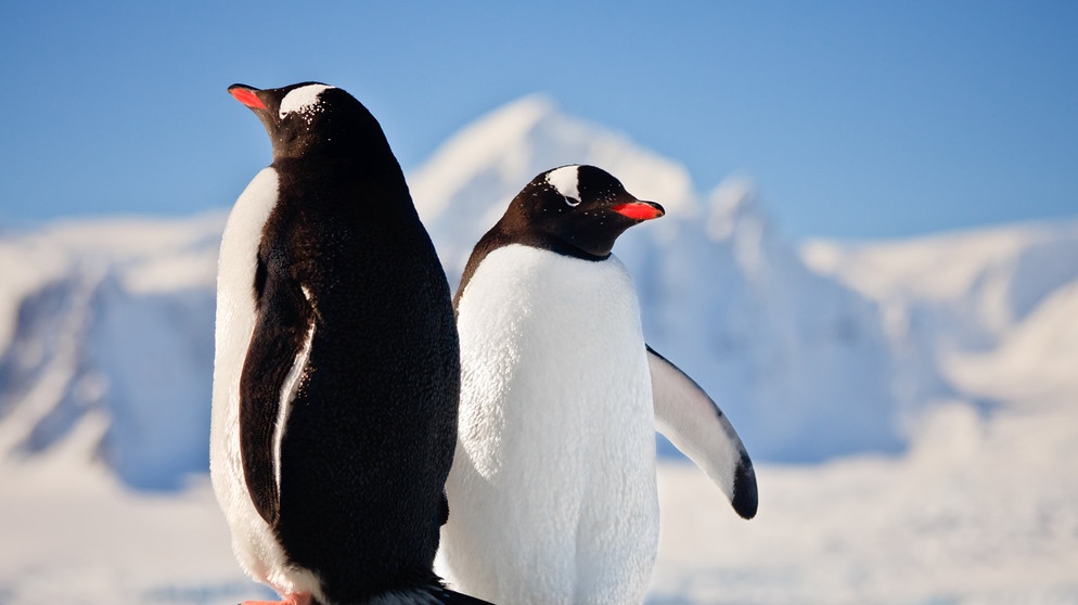 Antarktis. Die Wanderung der Pinguine.
